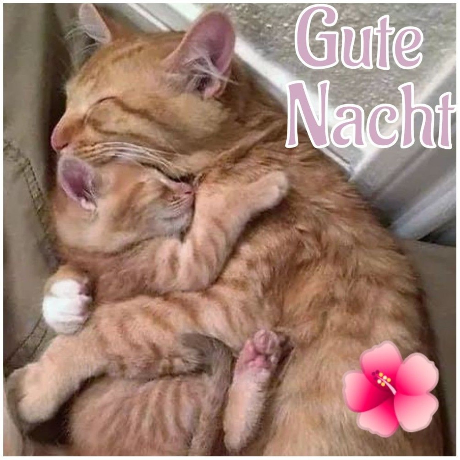 Gute Nacht mein freund 332