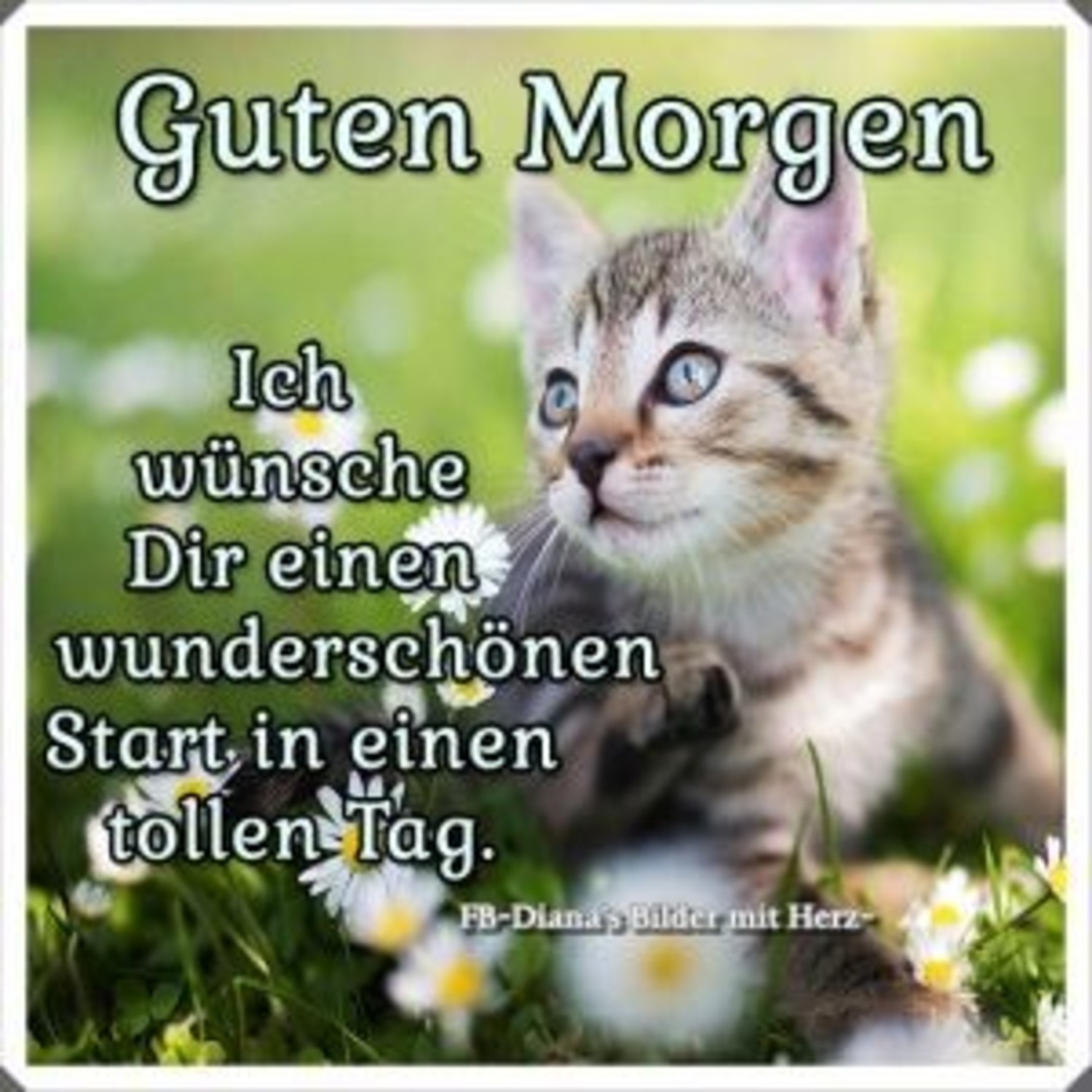 Guten Morgen WhatsApp 31