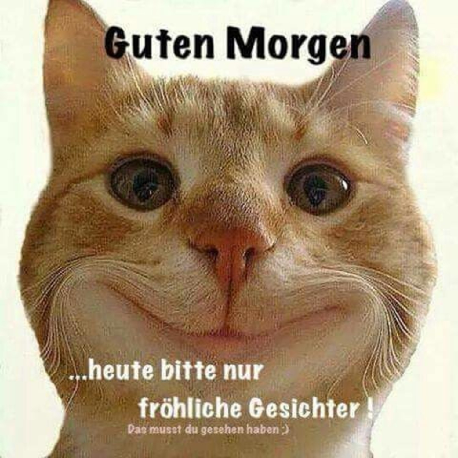 Guten Morgen freunde 446