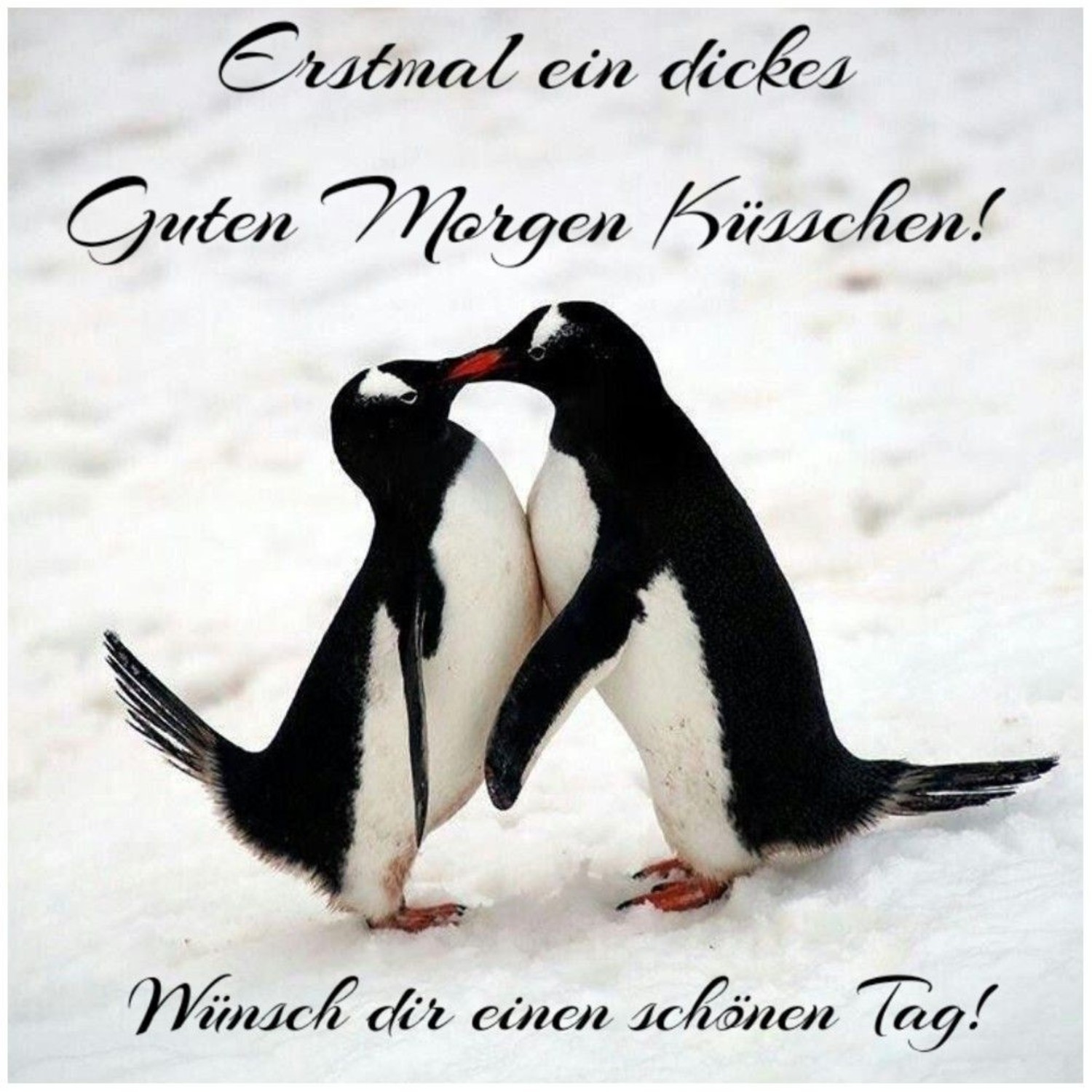 Guten küsschen