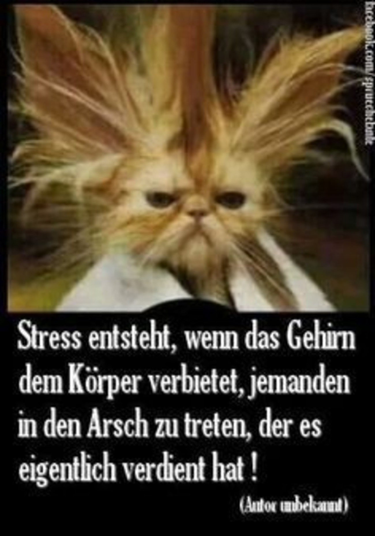 Sprüche lustig 265