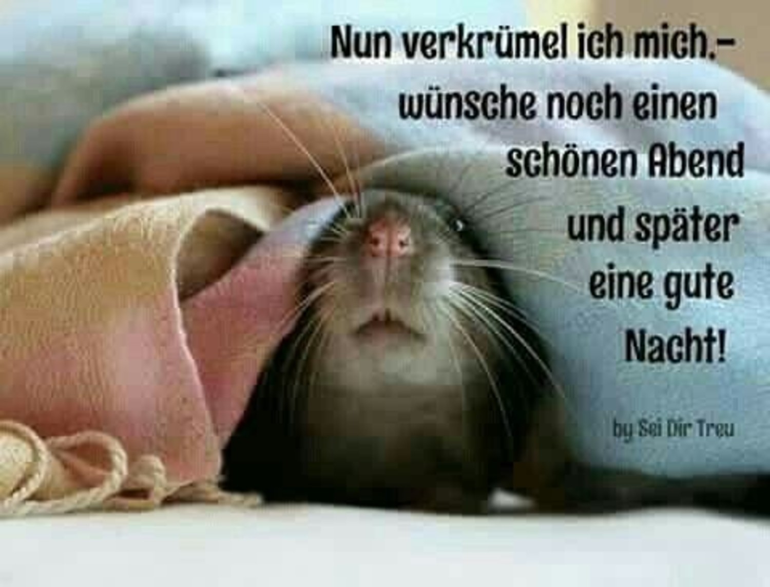 Gute Nacht bilder auf WhatsApp 802