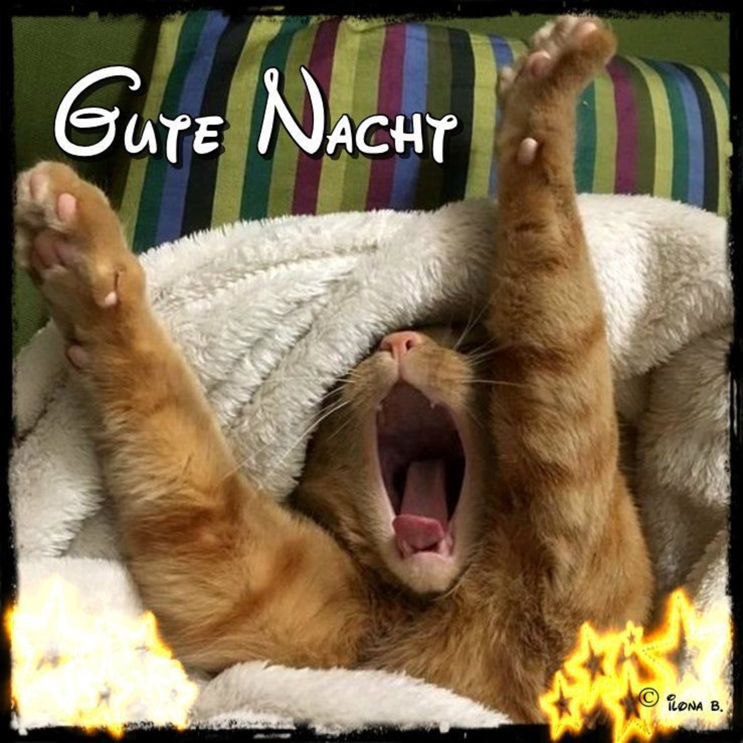 Gute Nacht bilder lustig neu 1010