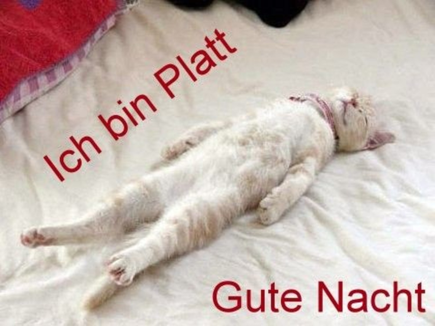 Gute Nacht bilder lustig neu 643