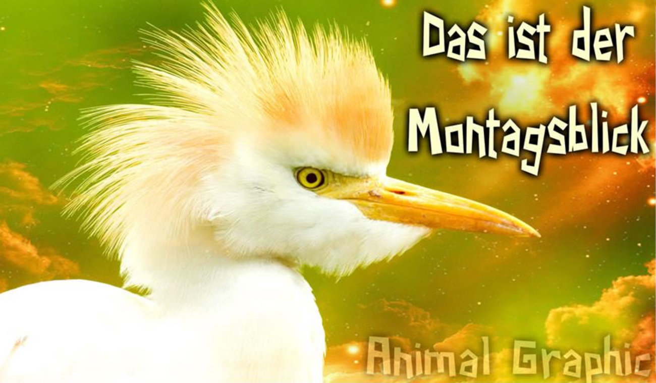 Guten Morgen Neue Woche bilder kostenlos WhatsApp Facebook 211