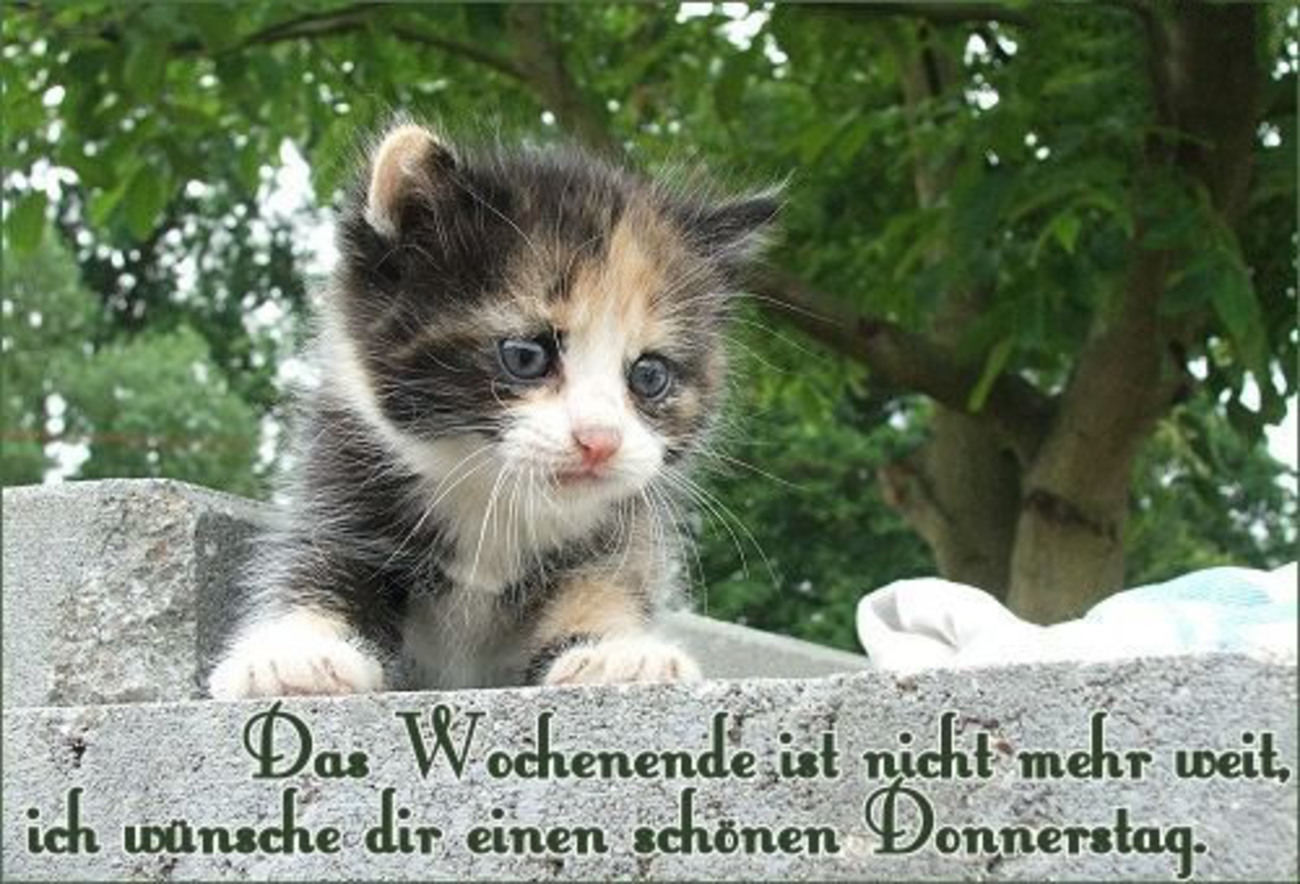 Guten Morgen Schönen Donnerstag 136