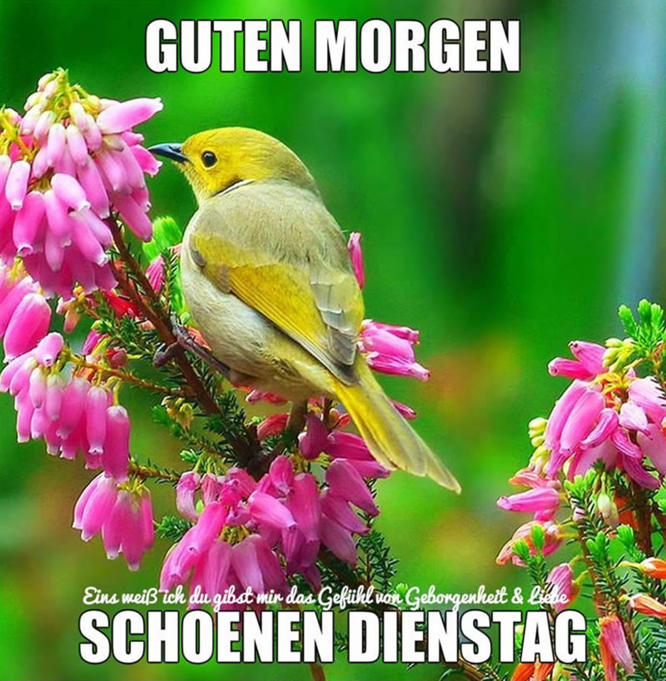 Liebe Grüße zum Dienstag 218