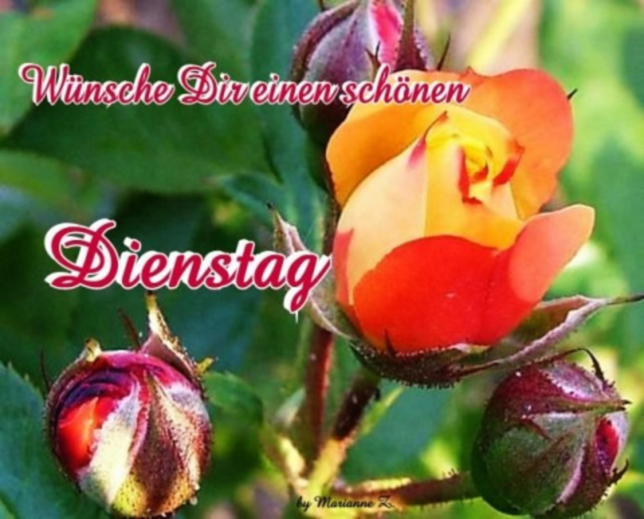 Dienstag zum liebe kostenlos grüße Liebe Grüße