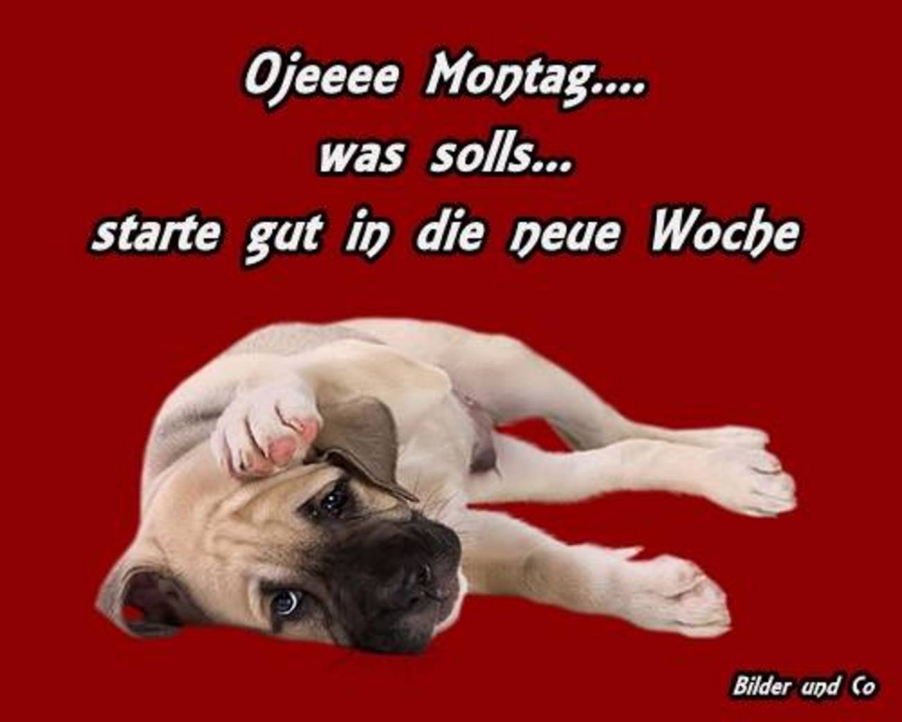 Montag Schönen start in die neue woche 95