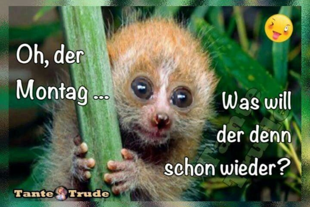 Schon wieder Montag? Lustige Bilder zum Lachen! 🤪