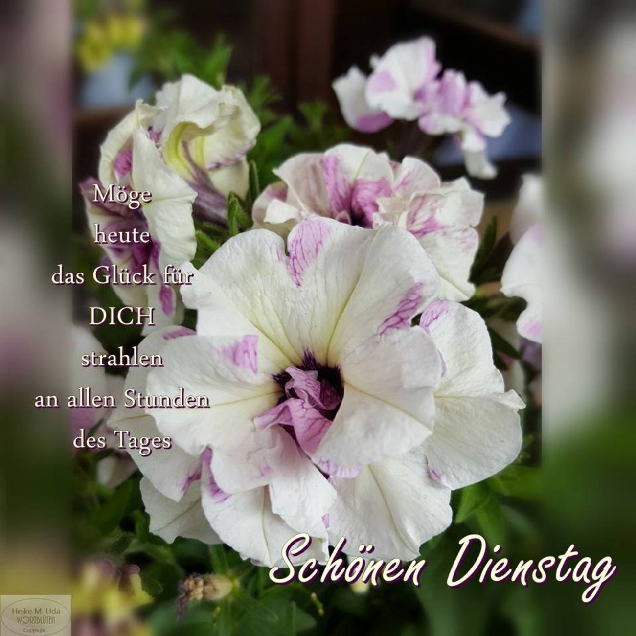 Guten Morgen Dienstag Blumen