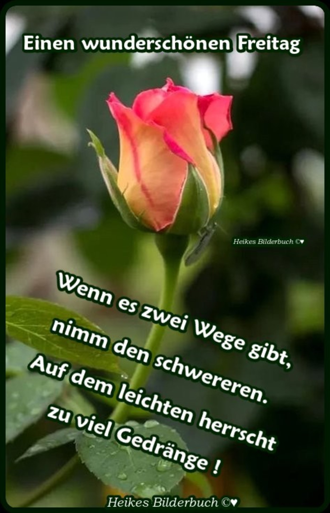 Guten Morgen Bild Freitag: Your Daily Dose of Inspiration and Motivation