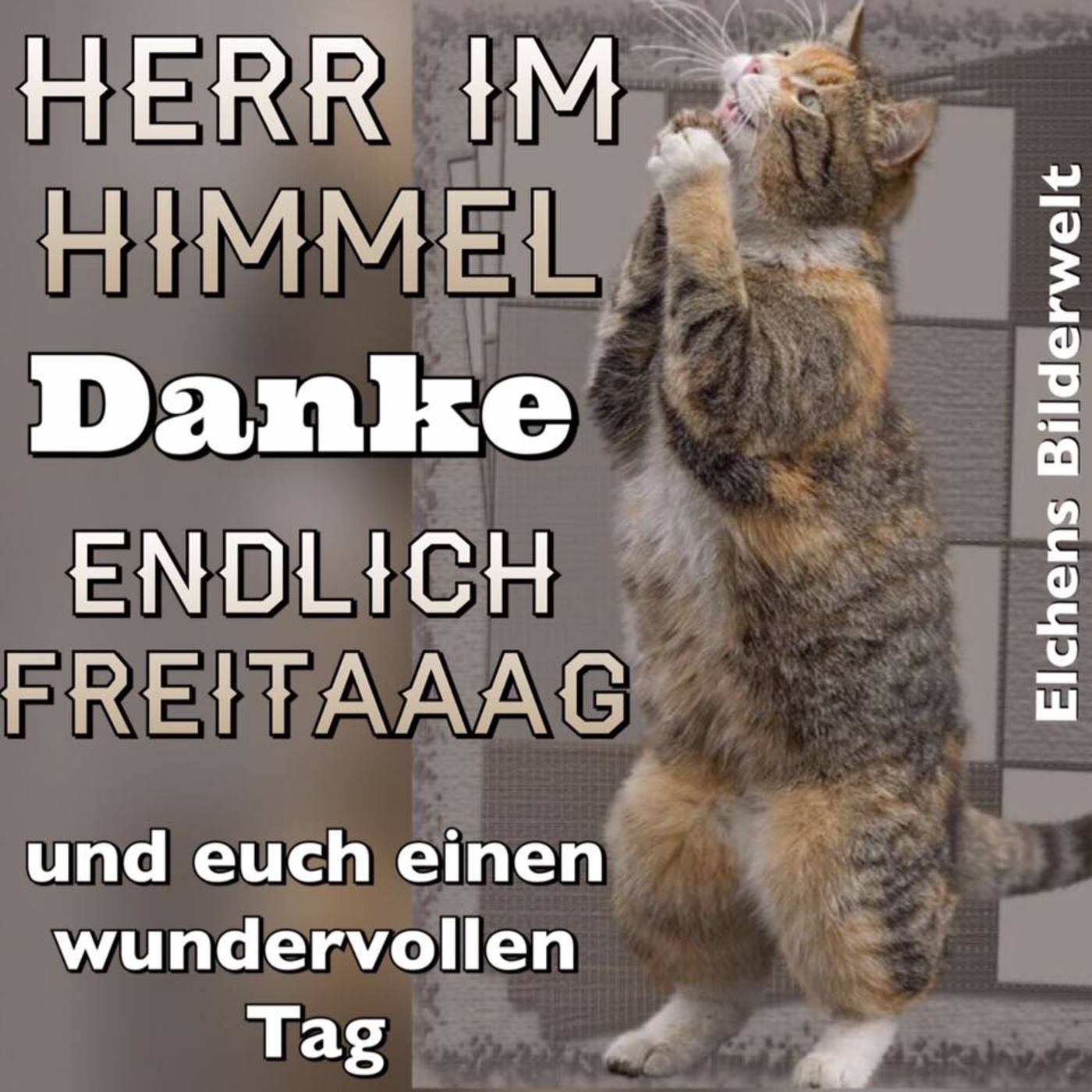 Pin Auf Guten Morgen Tiere
