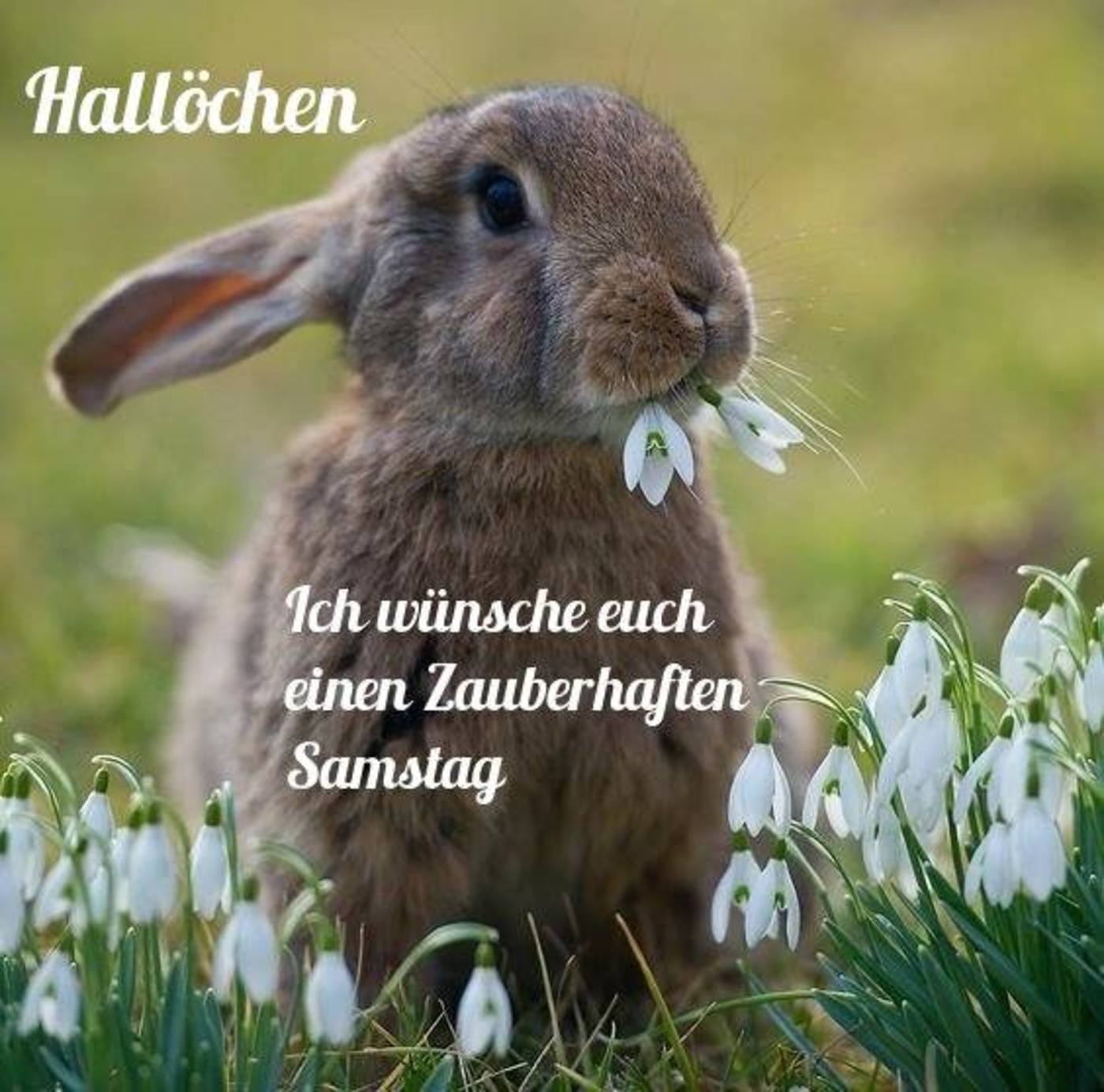 Schonen Samstag Kostenlos Spruche 159 Gbpicsbilder Com