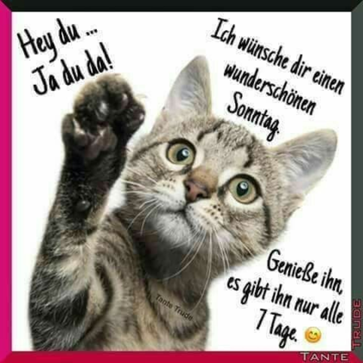 Schonen Sonntag Bilder Katzen Gbpicsbilder Com