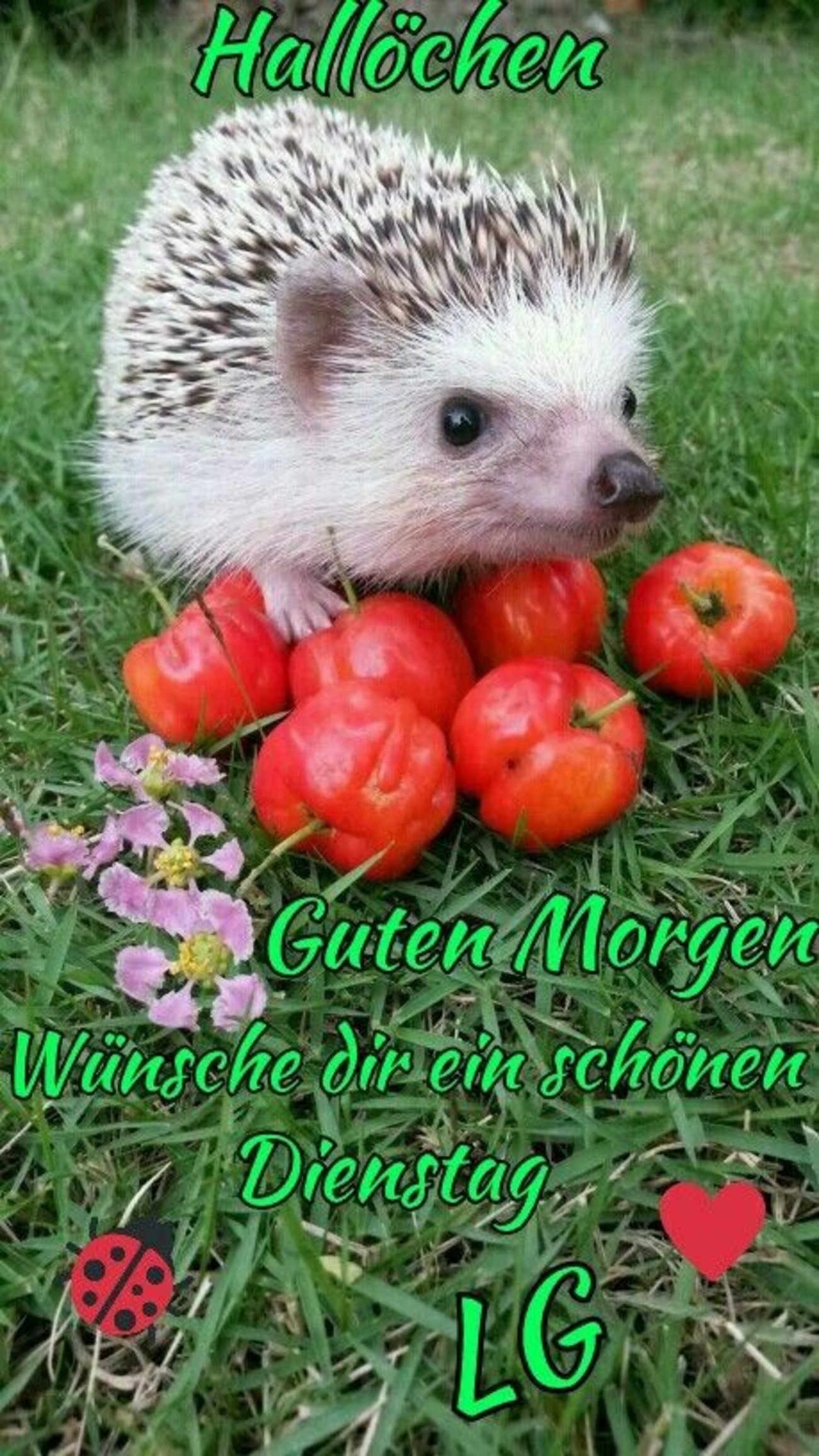 Schönen Dienstag guten bilder 65