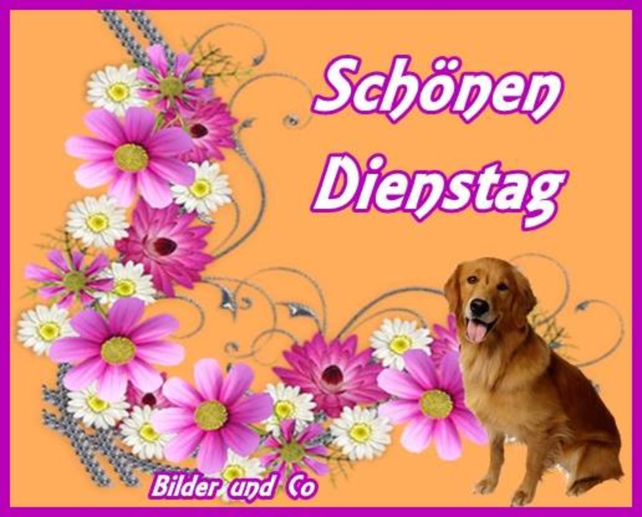 Schönen Dienstag bilder kostenlos für Facebook 38