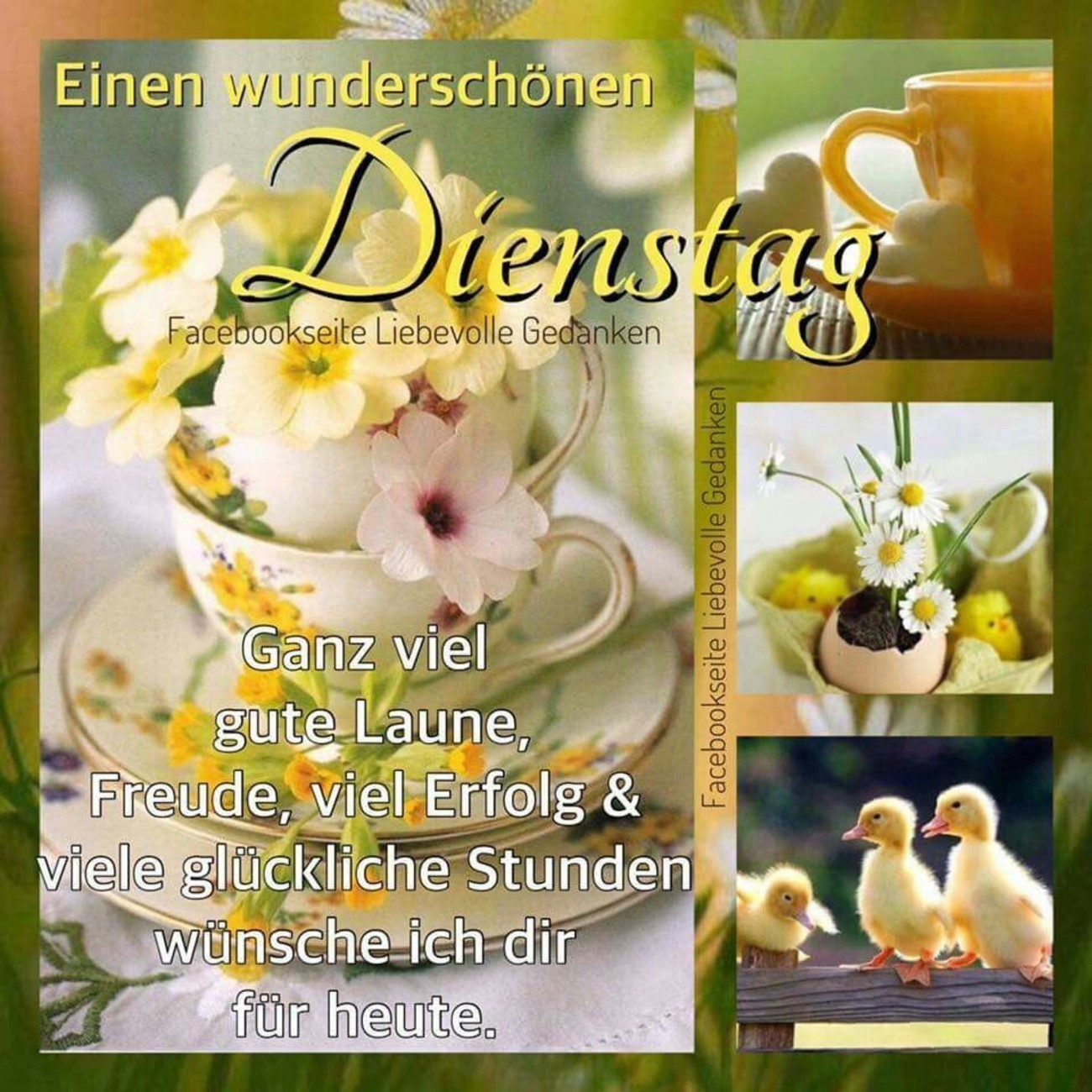 Schönen Dienstag bilder kostenlos für WhatsApp 52