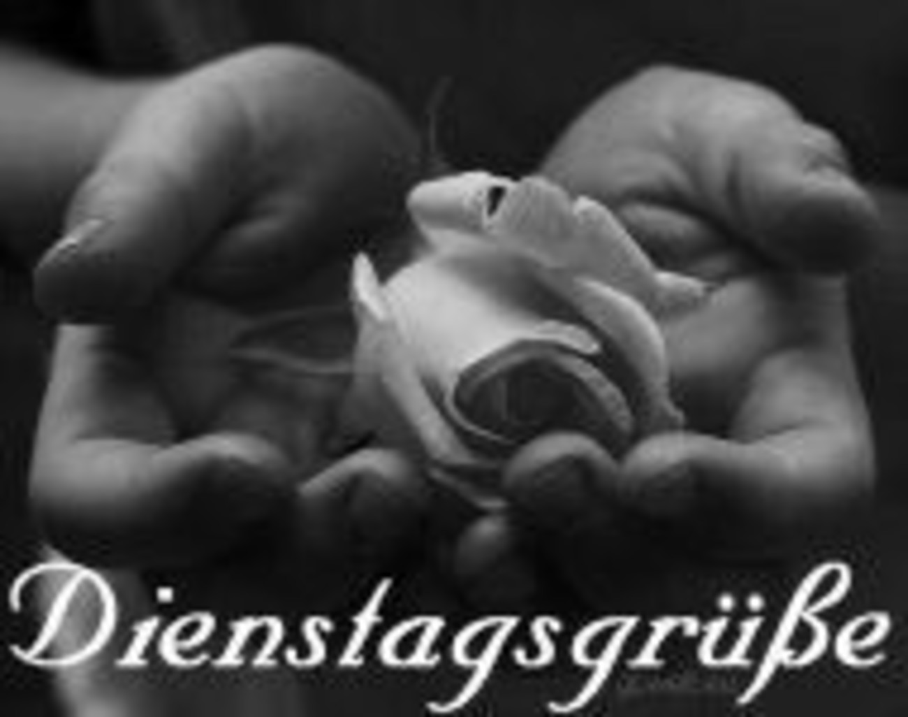 Schönen Dienstag fotos 186