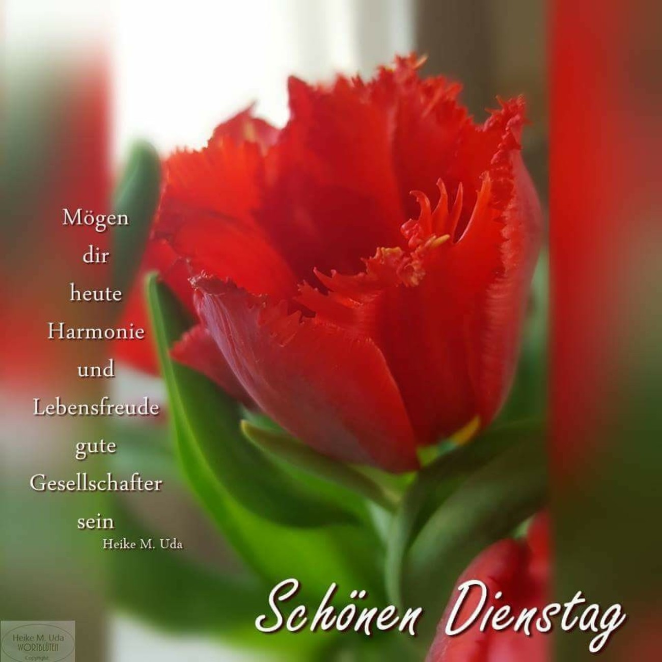 Schönen Dienstag ihr lieben 15