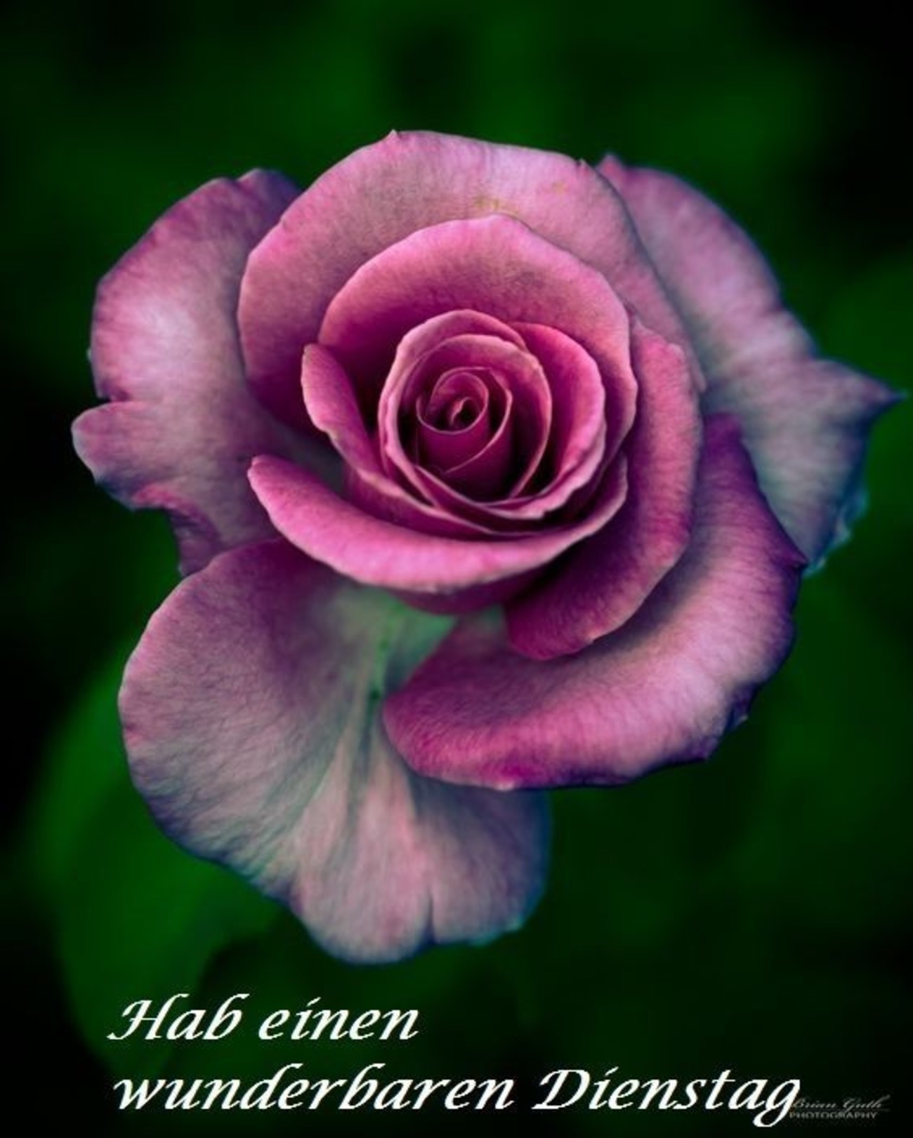 Schönen Dienstag kostenlos bilder 147