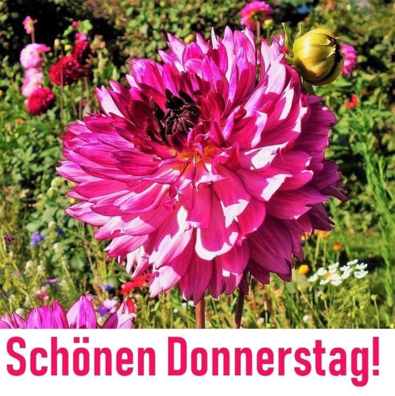 Schönen Donnerstag bald ist wochenende 228