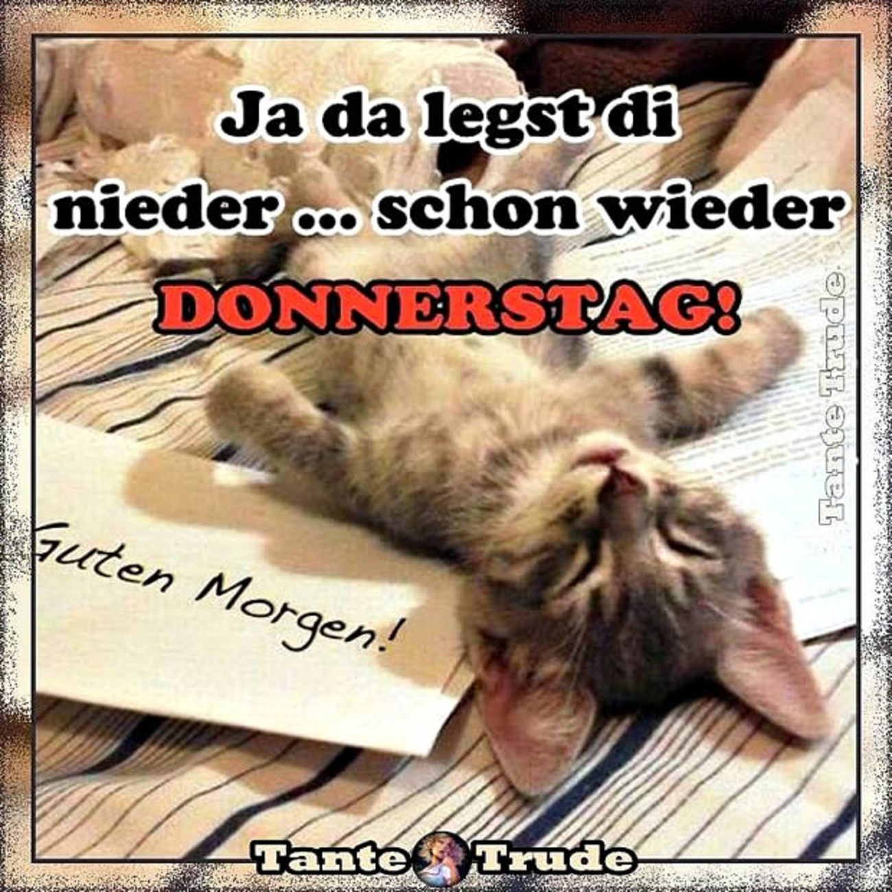 Schönen Donnerstag mit katzen 81