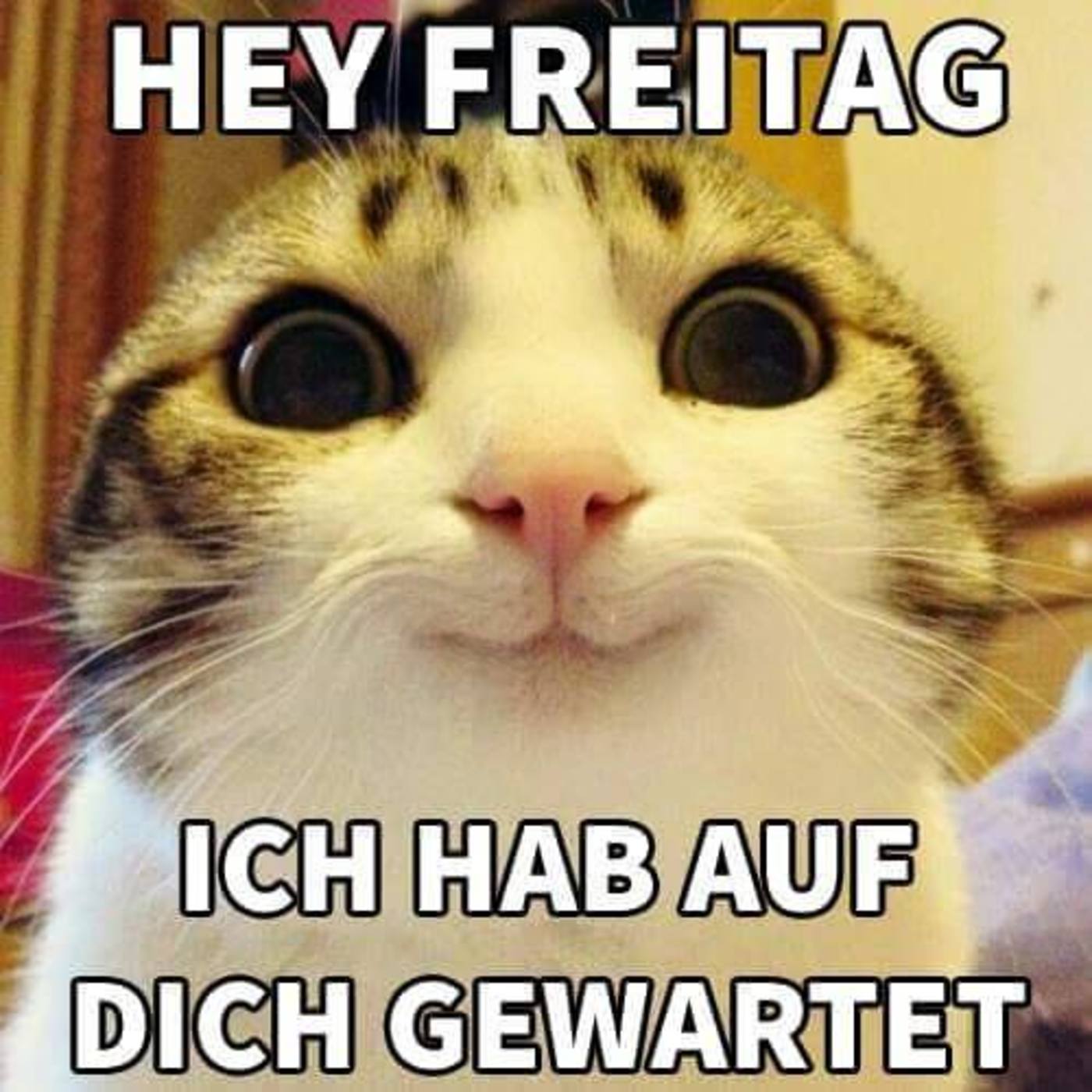 Schönen Freitag katze 116