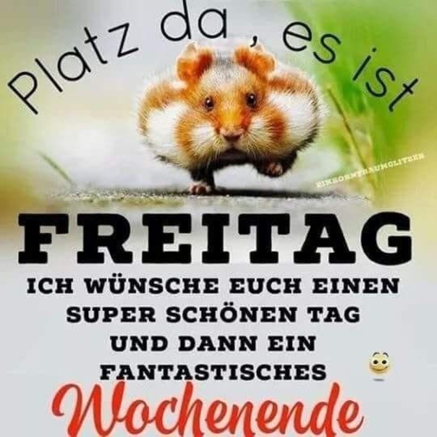 Schönen Freitag sprüche 173