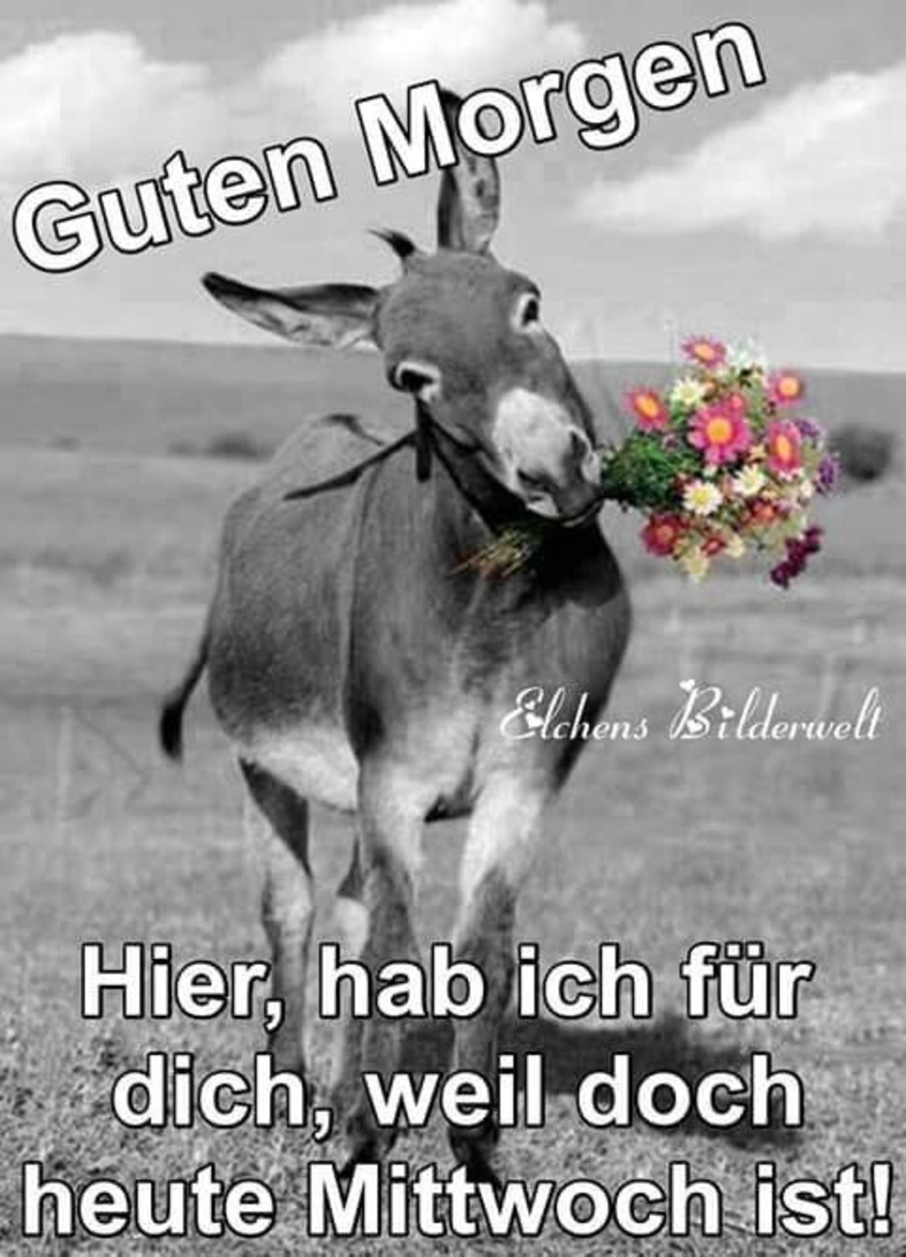 Schönen Mittwoch bilder und sprüche Pinterest 86
