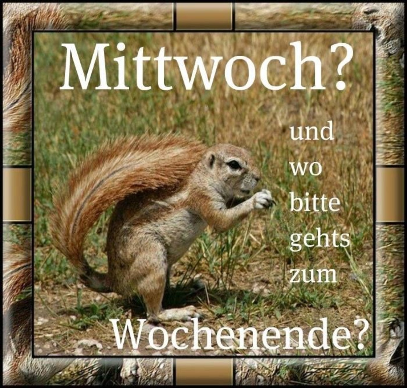 Schönen Mittwoch für WhatsApp 240
