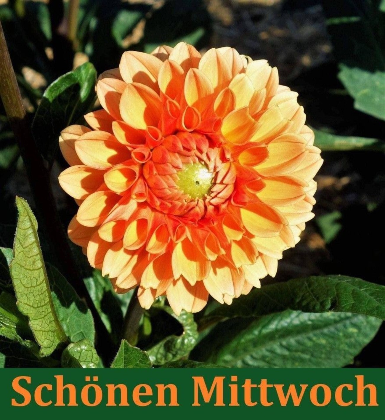 Schönen Mittwoch karten 153