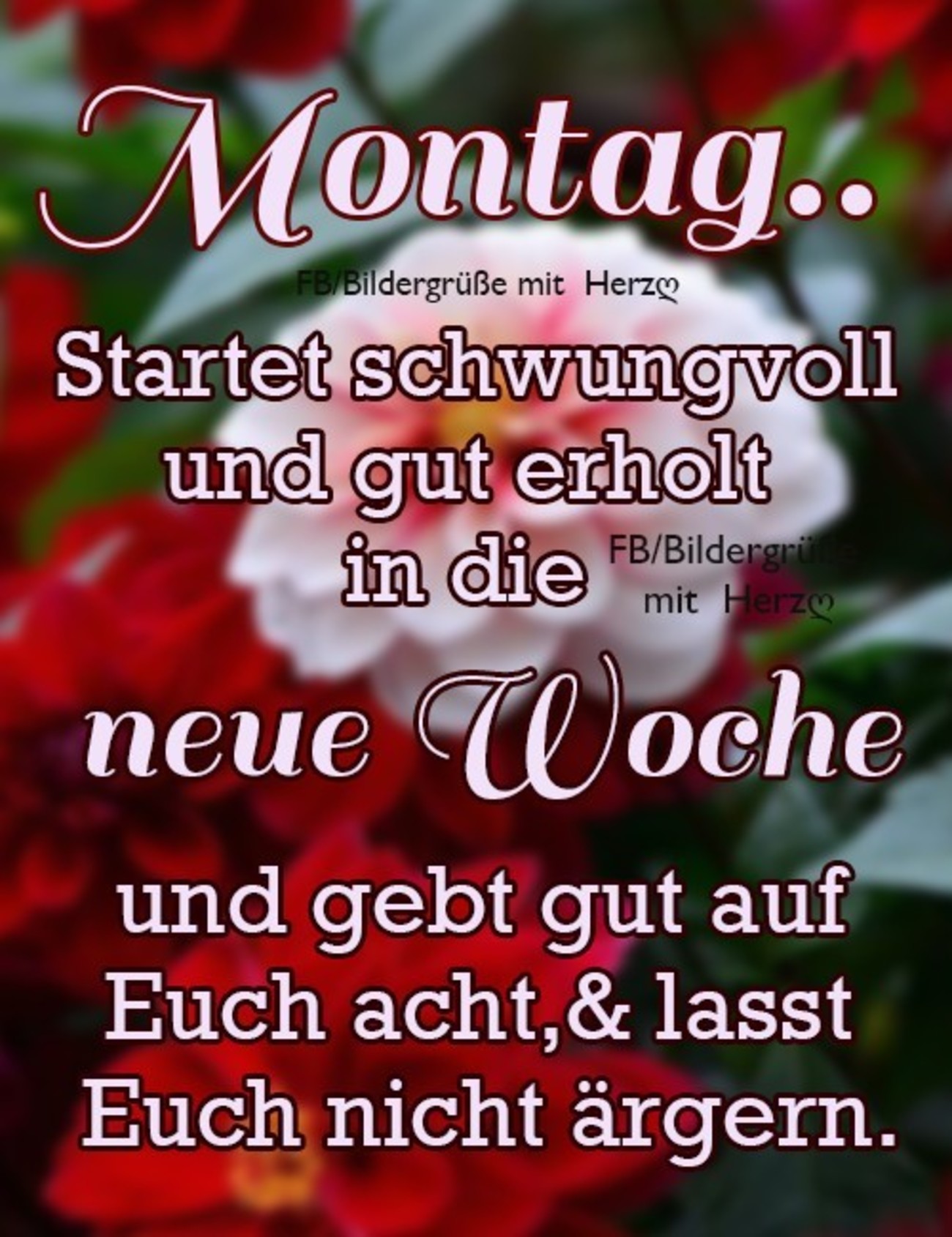 Schönen Montag bilder