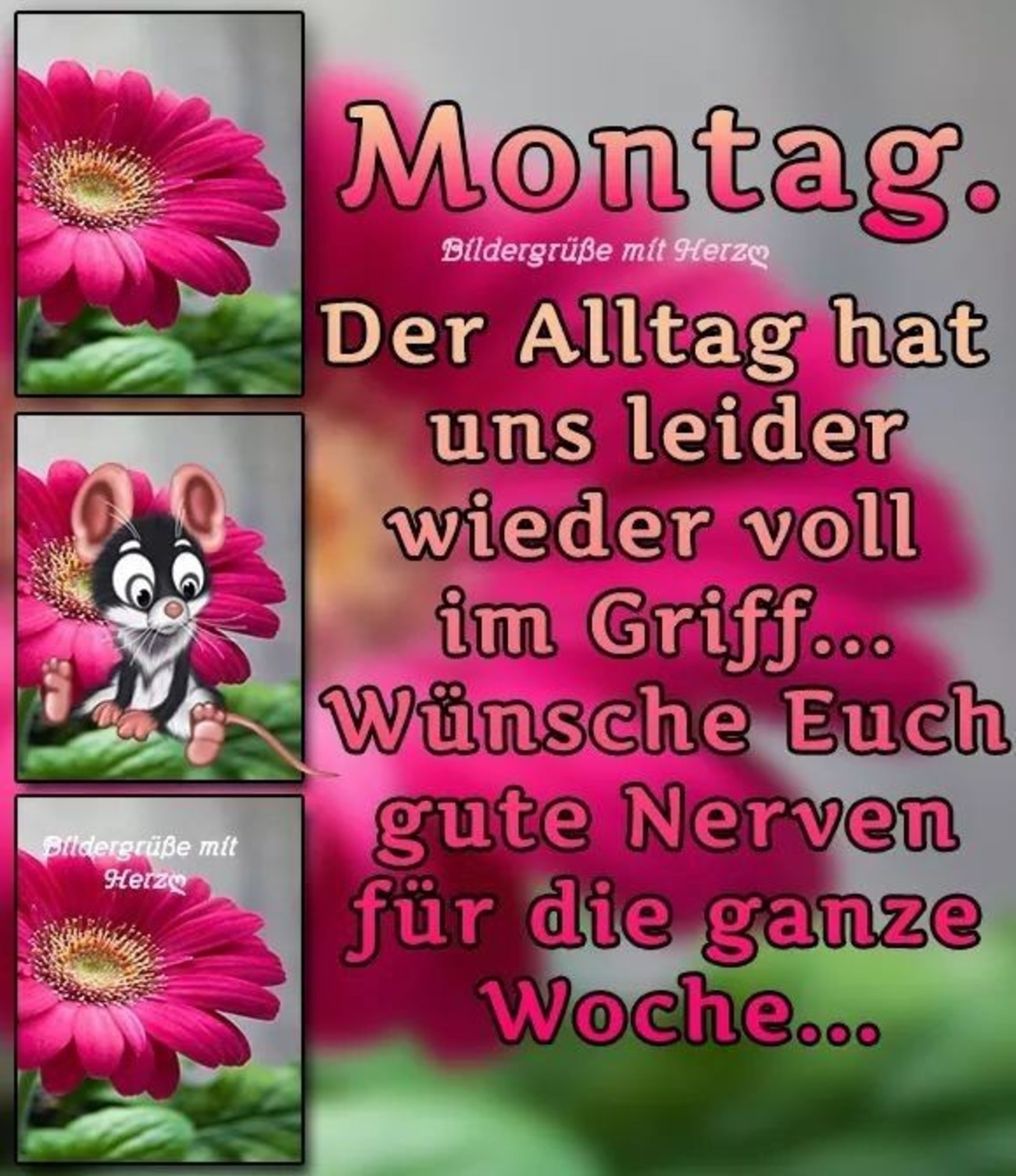 Schönen Montag bilder kostenlos 4