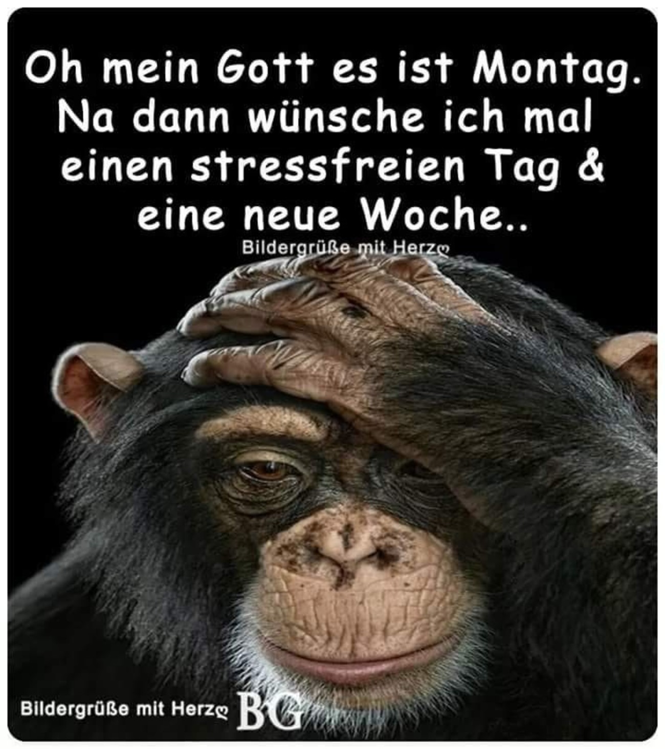 Schönen Montag bilder lustig 140