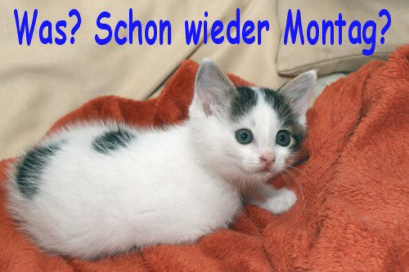 Schönen Montag bilder und sprüche 161
