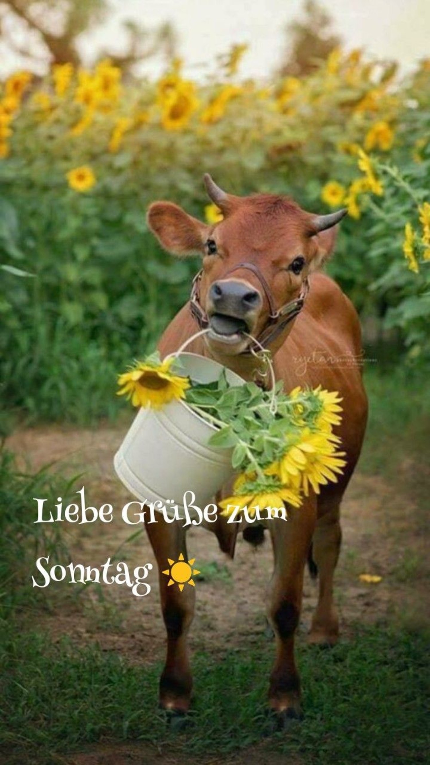 Schönen Sonntag bilder Facebook 277