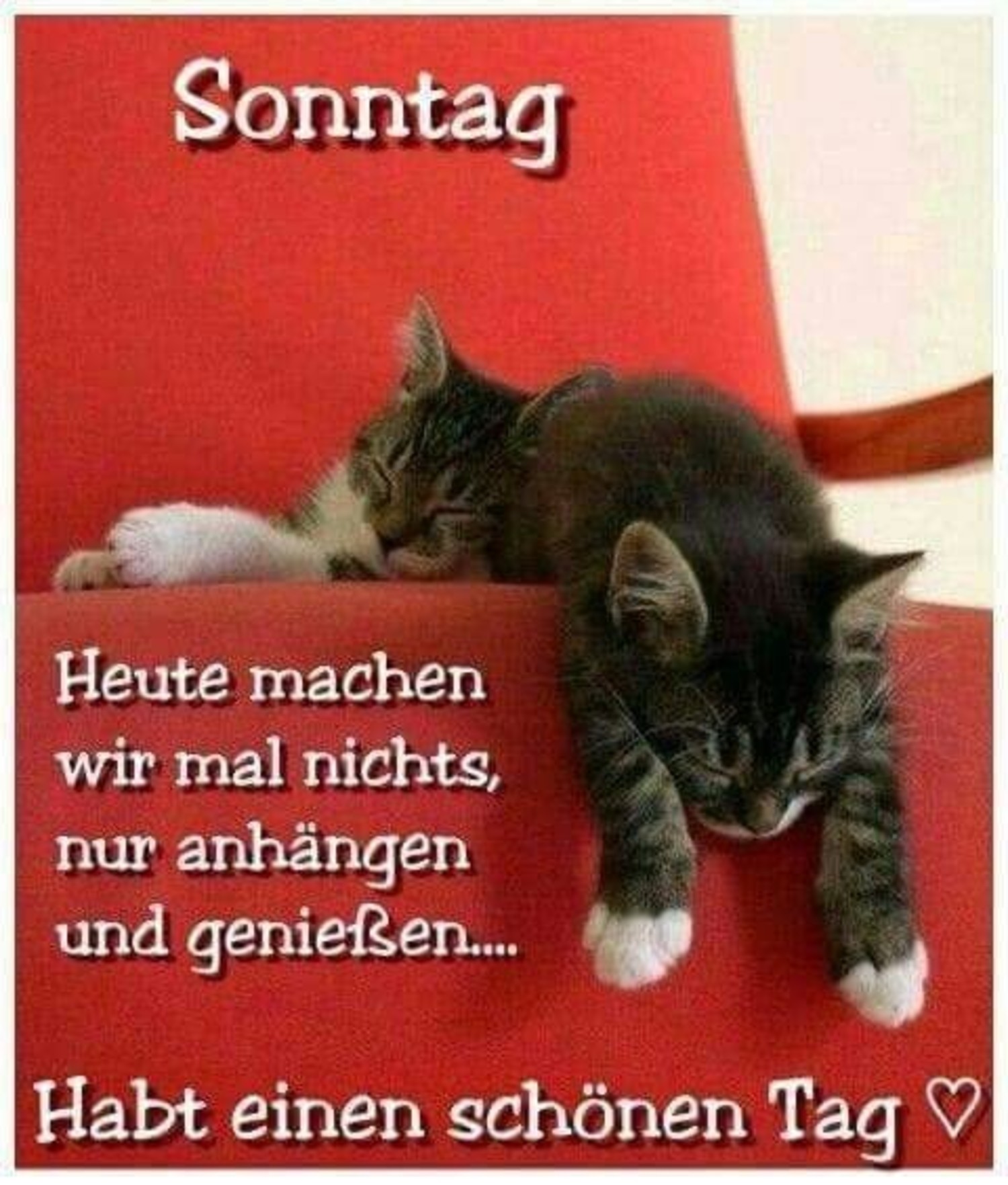 Schönen Sonntag bilder katzen 182