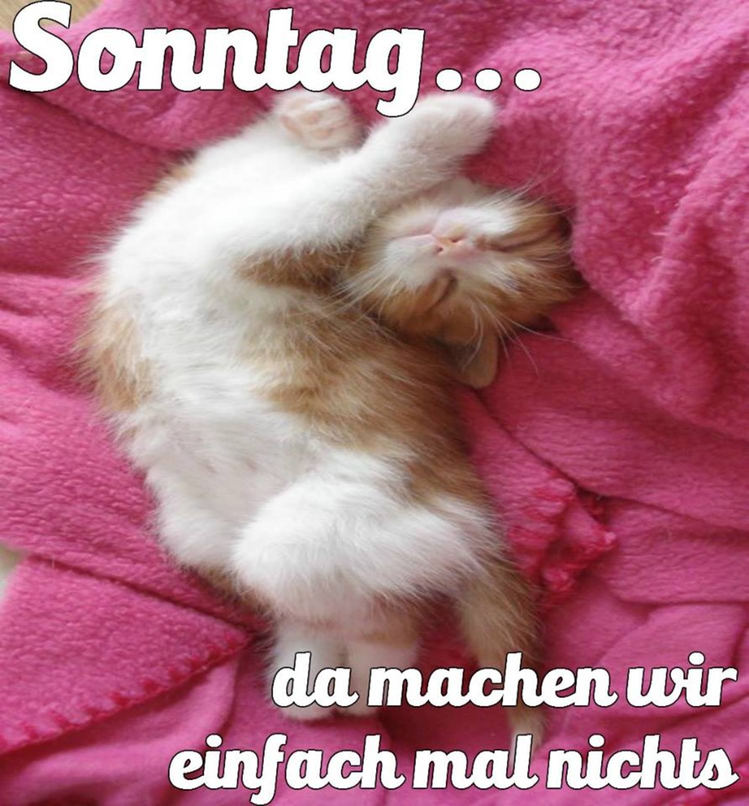 Schönen Sonntag bilder katzen 29