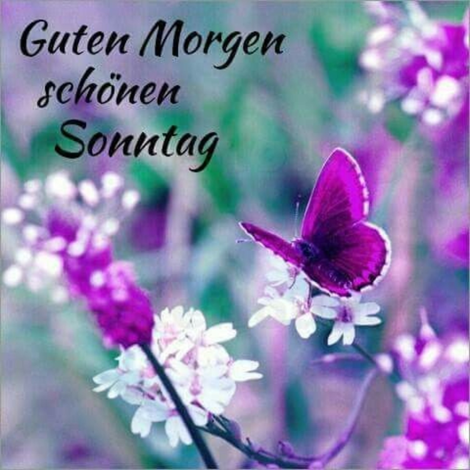 Sch nen Sonntag Fr hling GBPicsBilder