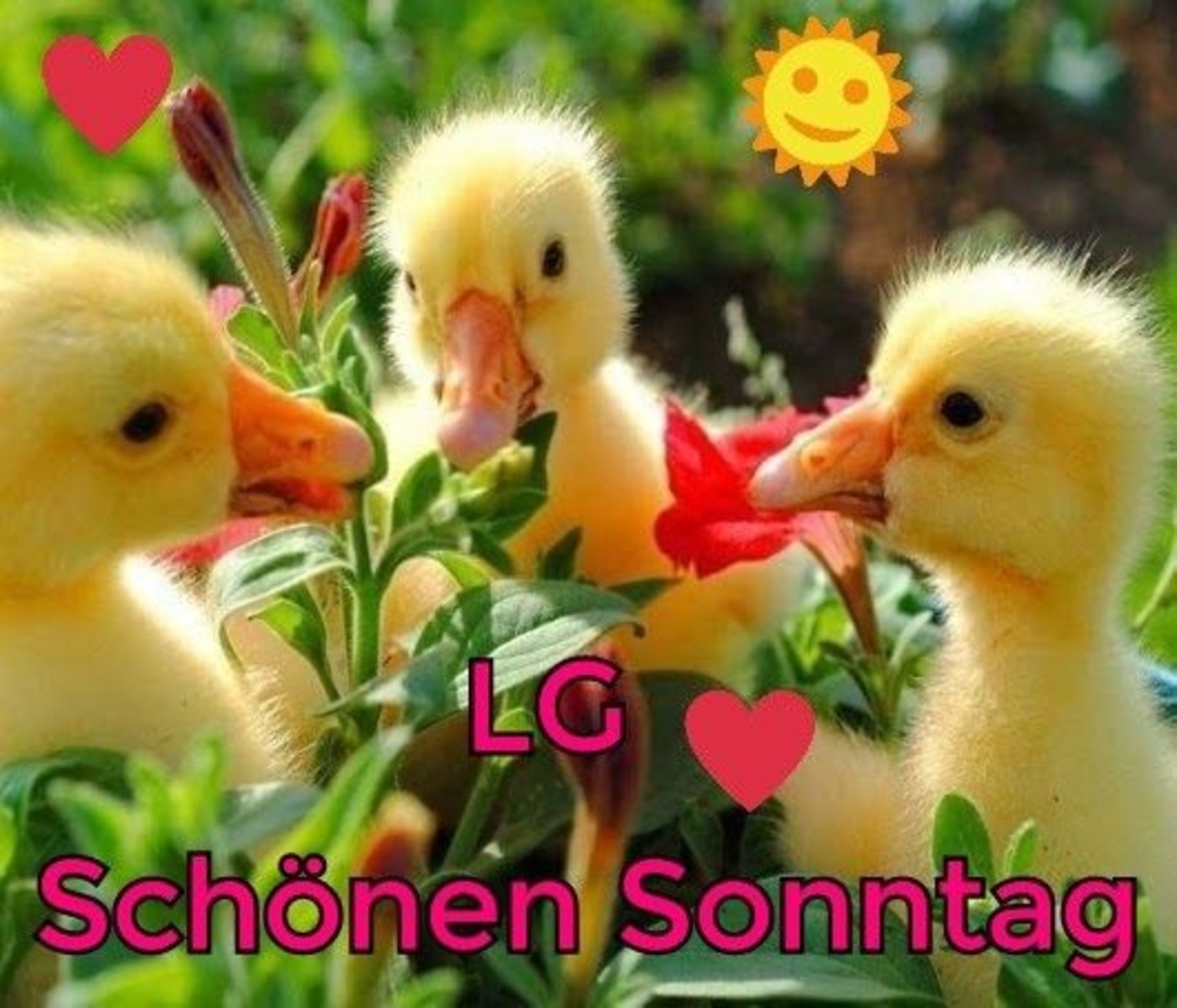 Schönen Sonntag guten morgen bilder 48