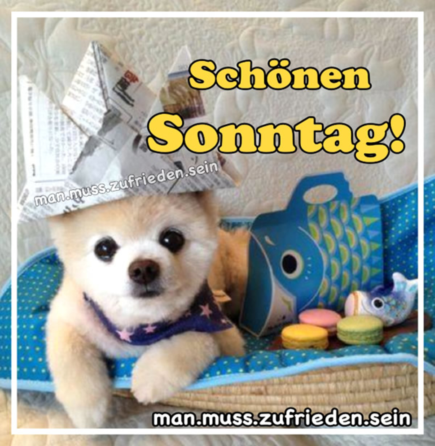 Schönen Sonntag hunde bilder 23