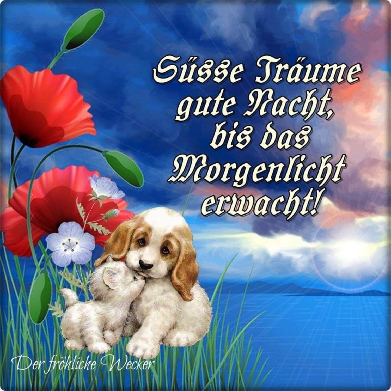 Sprüche kostenlos Gute Nacht 524