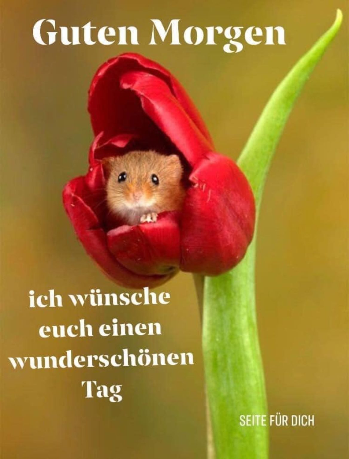 Guten ich wünsche euch einen wunderschönen tag bilder Archives