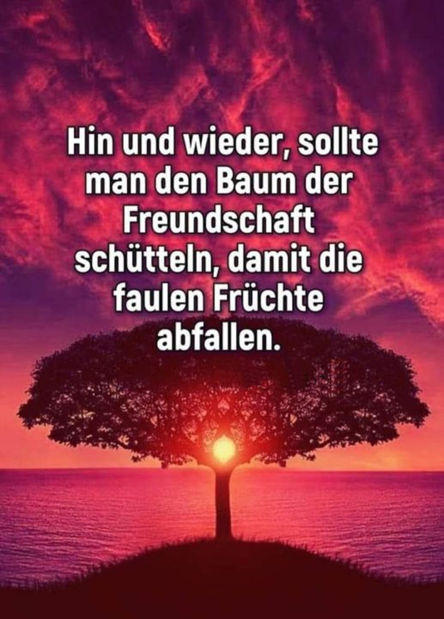 Hin und wieder sollte man den baum der freundschaft schütteln damit die faulen früchte abfallen